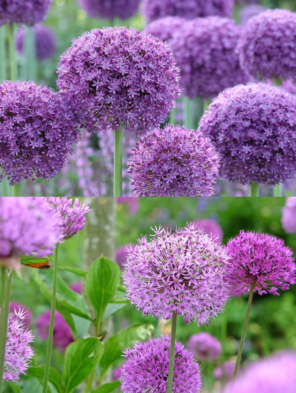 Allium Colossal Collection